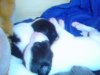 puppies1_036.jpg