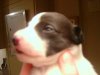 puppies1_043.jpg