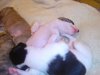 puppies1_049.jpg