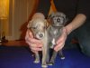 puppies3weeks_002.jpg