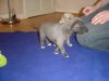 puppies3weeks_001.jpg