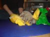 puppies3weeks_007.jpg