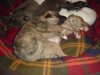 puppies3weeks_014.jpg