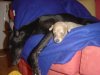 puppies3weeks_009.jpg