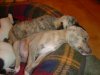 pups4weeks_006.jpg