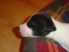 pups4weeks_004.jpg