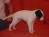 pups4weeks_019.jpg