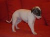 pups4weeks_022.jpg