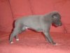 pups4weeks_023.jpg