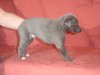 pups4weeks_026.jpg