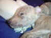 pups4weeks_010.jpg