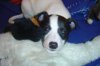 pups5weeks_008.jpg