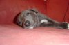 pups5weeks_013.jpg