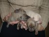 2006_0225Pups0103.JPG