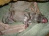 2006_0225Pups0094.JPG