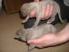 2006_0226Pups0115.JPG