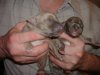 2006_0226Pups0116.JPG