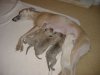 2006_0304Pups0172.JPG