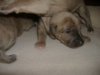 2006_0306Pups0190.JPG