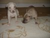 2006_0314Pups0230.JPG