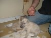 2006_0314Pups0239.JPG