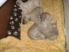 2006_0314Pups0246.JPG