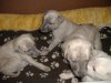 2006_0317Pups0252.JPG