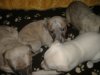 2006_0317Pups0257.JPG