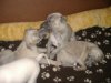 2006_0317Pups0259.JPG