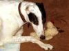 heather240205_the_greyhound.jpg