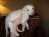 2006_0327Pups0334.JPG