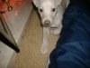 2006_0327Pups0338.JPG