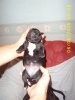 puppys_20063.jpg