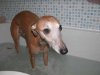 Zephyr_in_bath2005.jpg