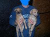 Pups_7weeks_resize2.JPG