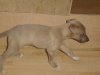 more_puppies_individual_021.jpg