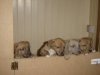 more_puppies_individual_033.jpg