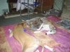 puppies_5_050.jpg