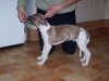 dog_standing_2.jpg dog_standing_2.jpg
