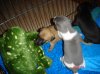 piccys_of_puppys_003.JPG