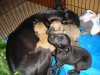 piccys_of_puppys_004.JPG