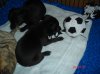 puppy_piccys_009.JPG