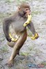 Resized_monkey_banana_crazy.jpg