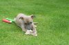 Puppy_pictures_002.jpg