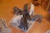 pups5weeks_016.jpg