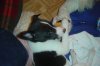 pups5weeks_020.jpg