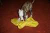 pupsatplay6weeks023.jpg