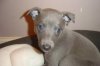 pups6weeks_001.jpg