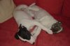 pups6weeks_014.jpg