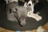 pups6weeks_020.jpg